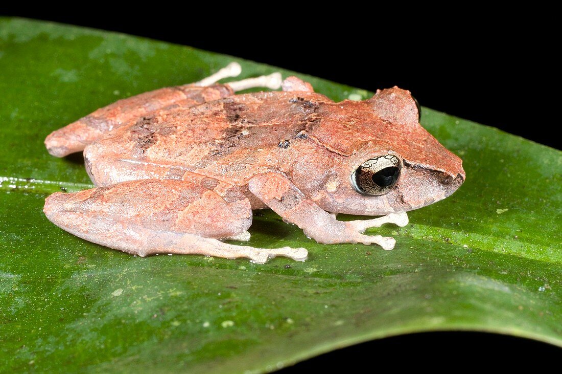 Frog on a leaf