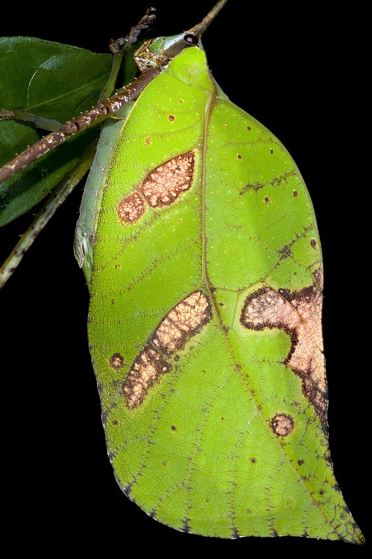 Leaf mimic bush cricket
