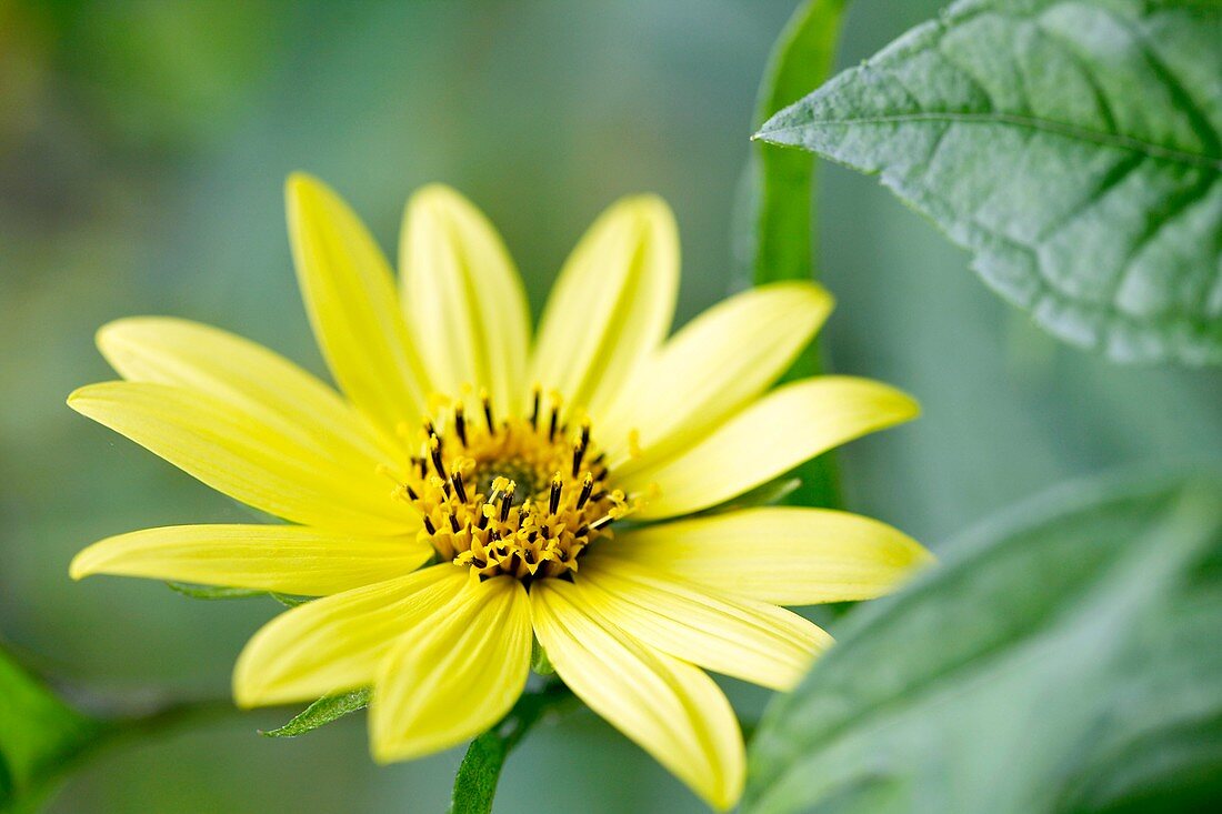 Sunflower (Helianthus 'Lemon Queen')