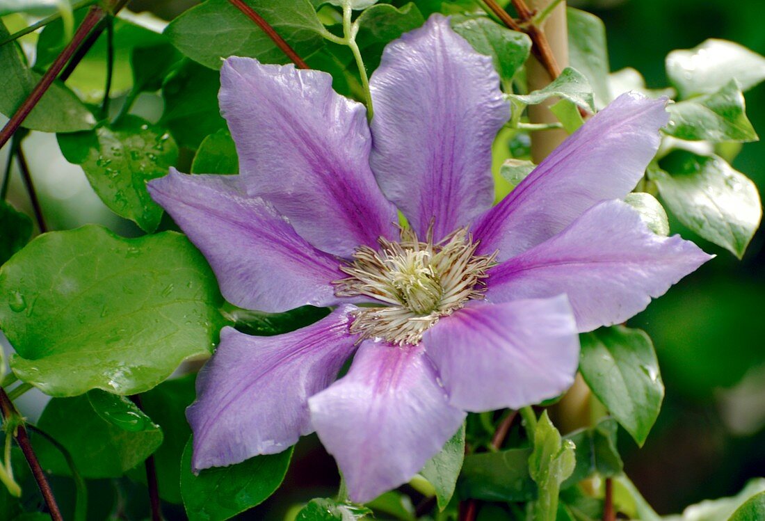 Clematis 'Anna Louise'
