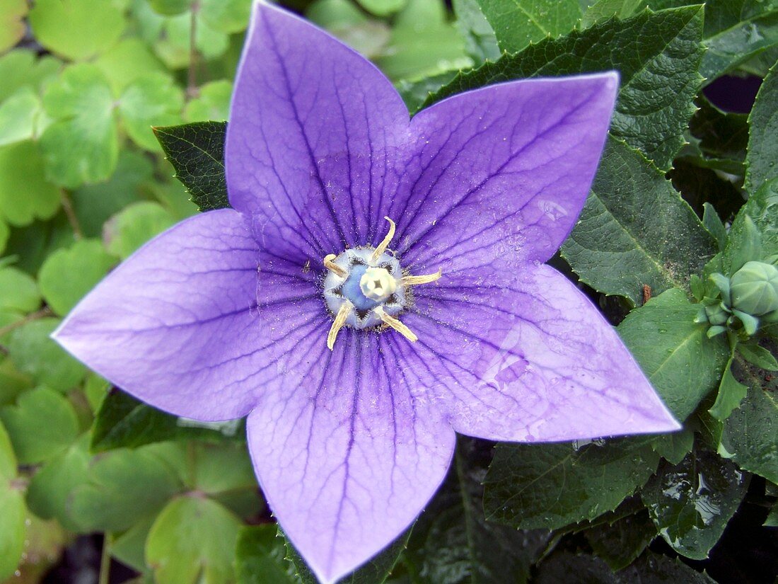 Platycodon grandiflorus 'Mariesii'