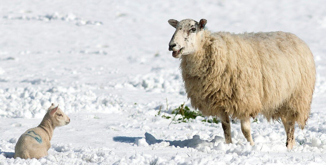 Lamb and ewe in snow