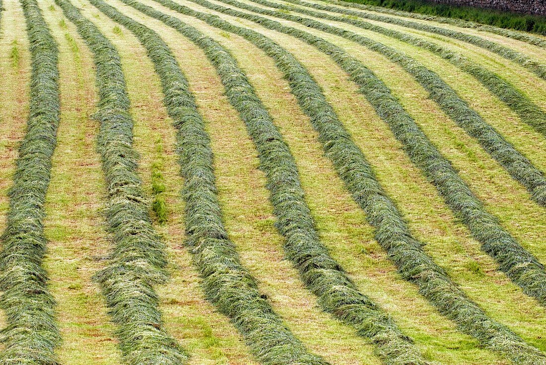 Harvested grass