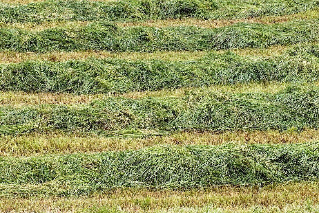 Harvested grass