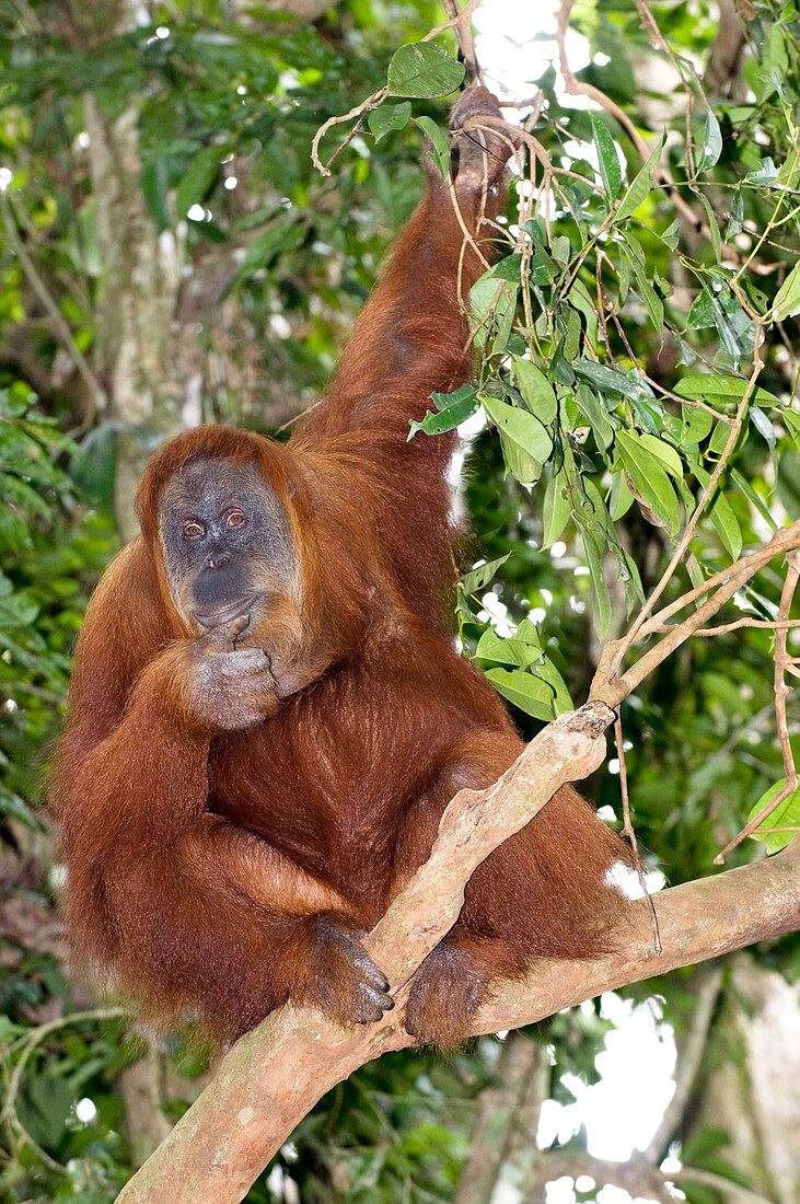 Sumatran orangutan