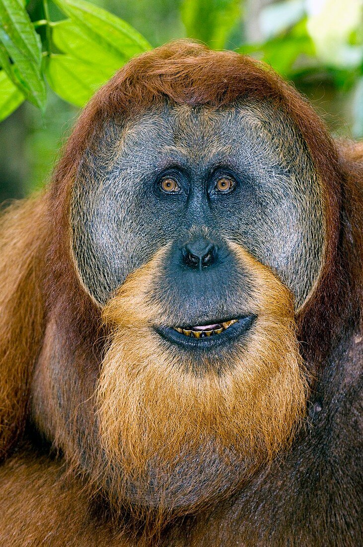 Male Sumatran orangutan
