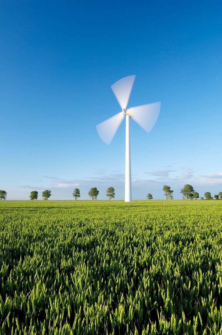 Wind turbine in wheat field