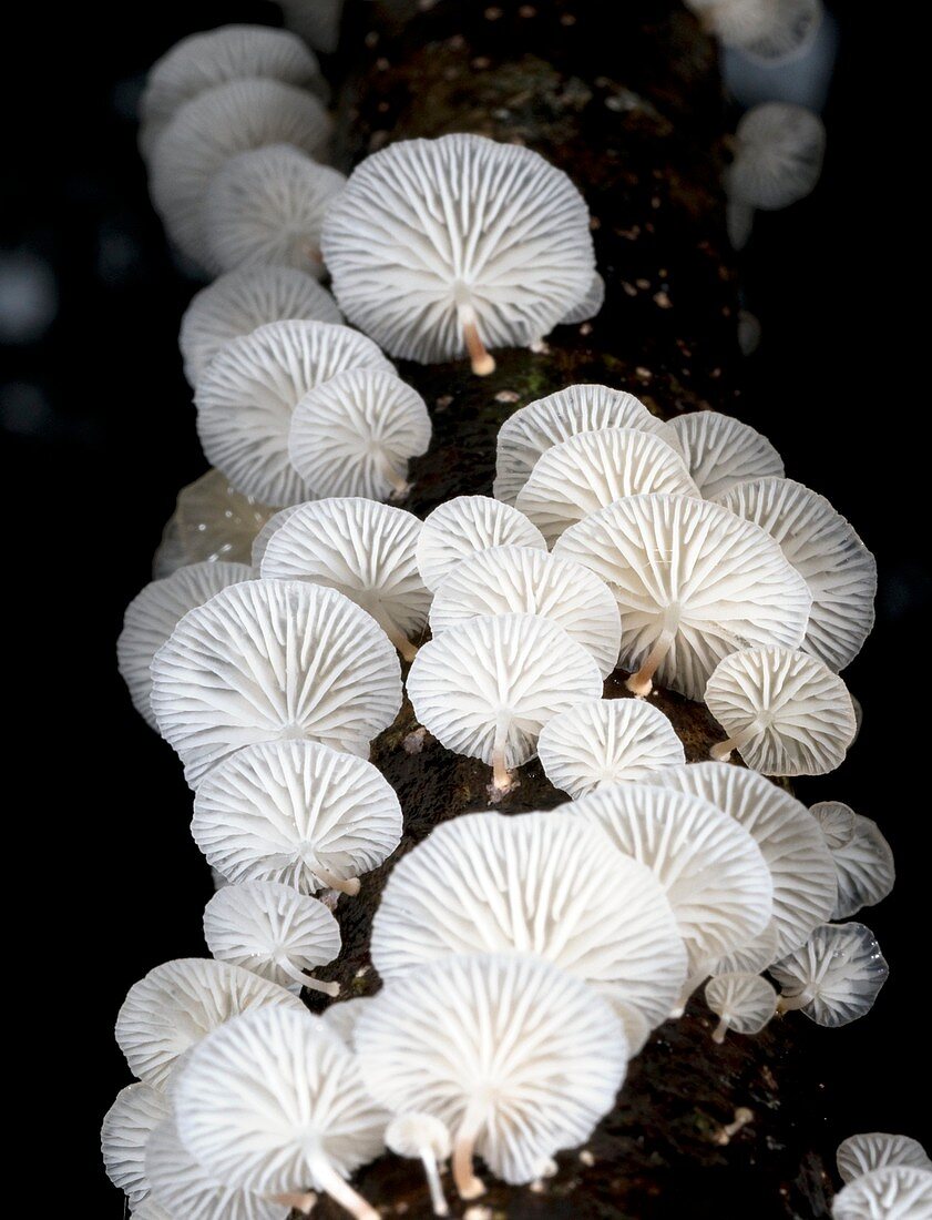Fungi on a tree trunk
