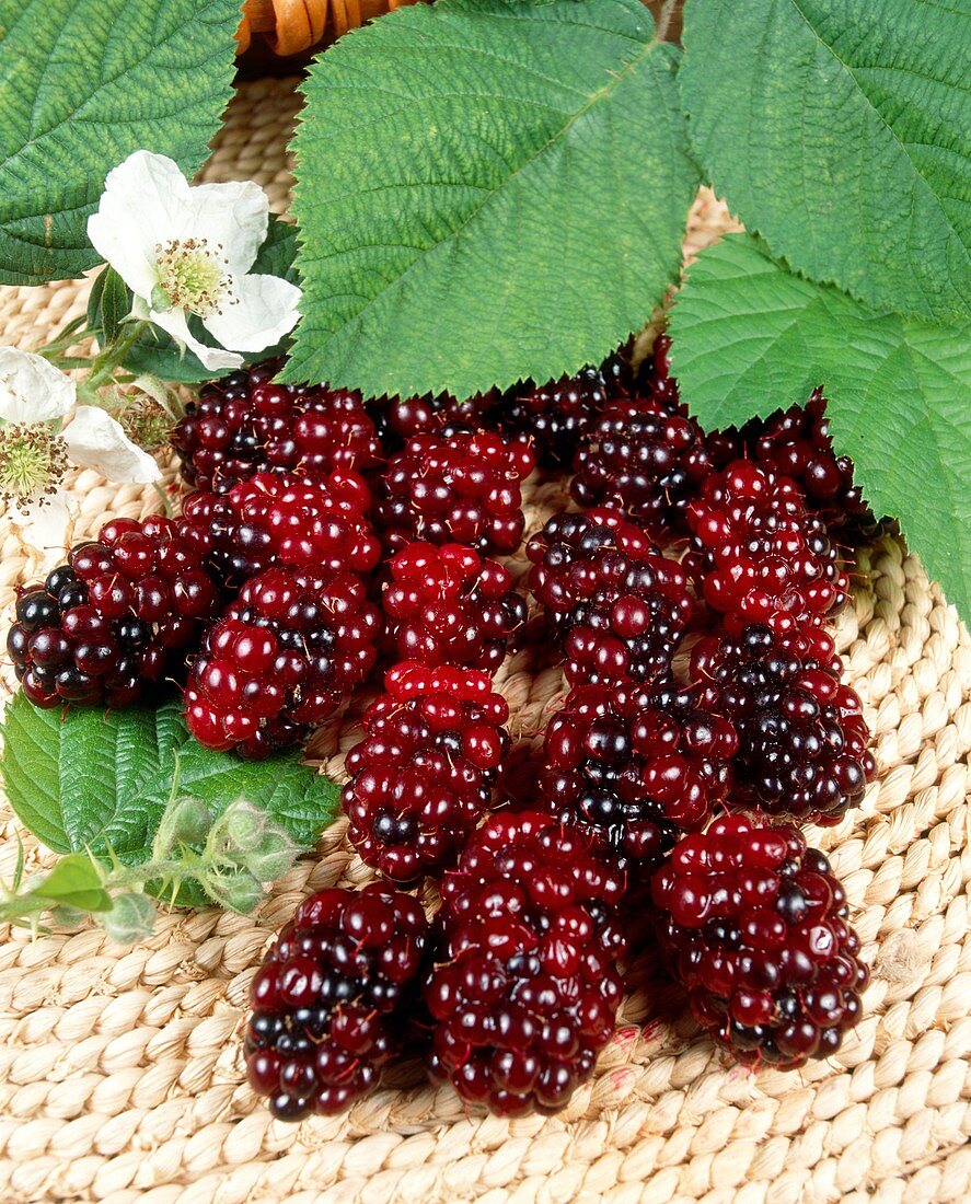 Blackberries (Rubus 'Silvan')