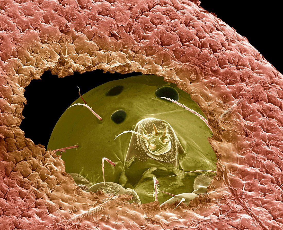 Caterpillar,SEM