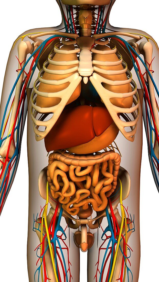 Internal torso anatomy,artwork