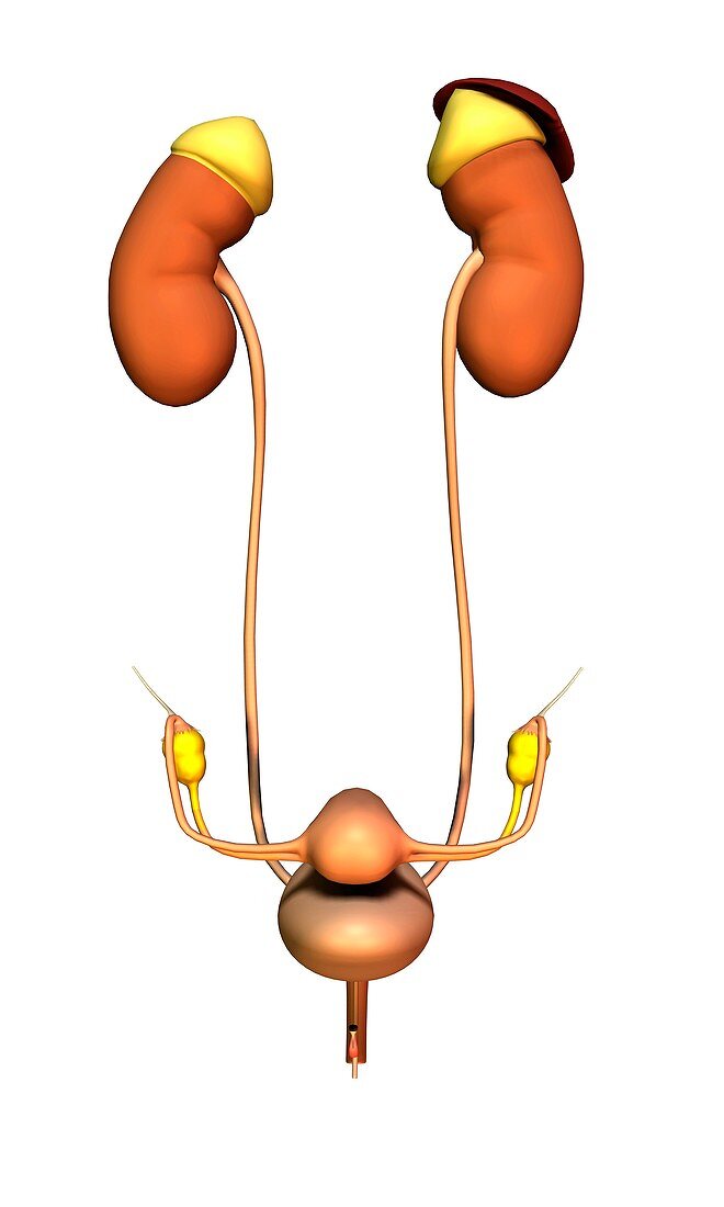 Female uro-genital system,artwork