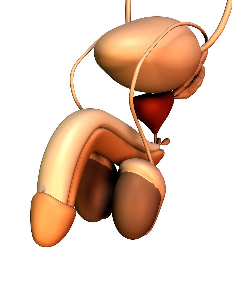 Male uro-genital system,artwork