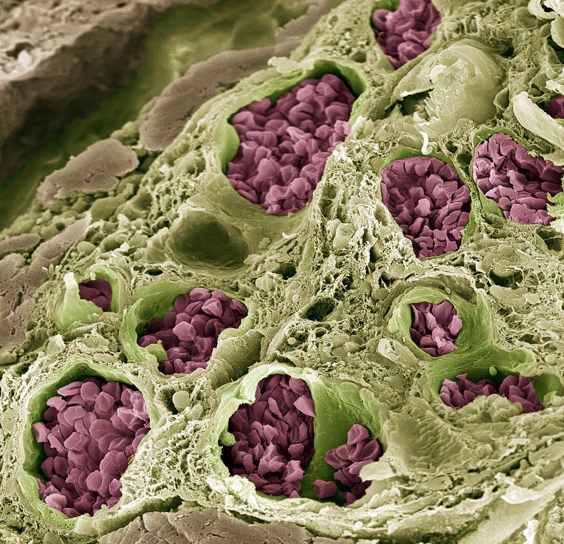 Intestinal blood vessels,SEM