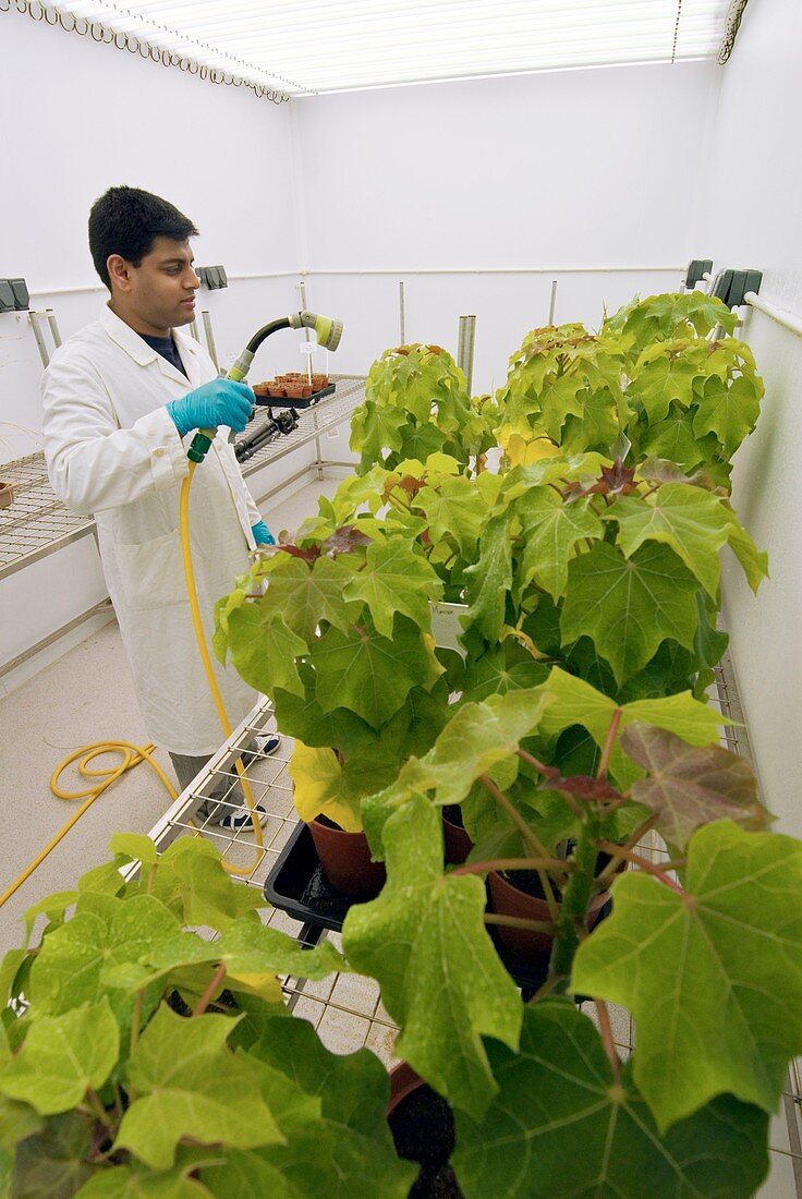 Jatropha plant research