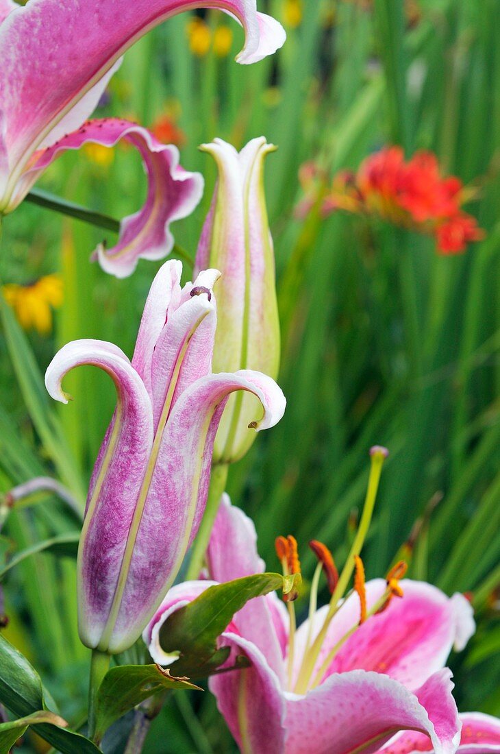 Lilies (Lilium 'La Mancha')
