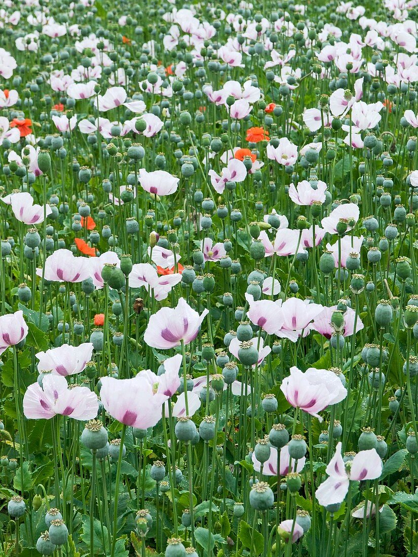 Opium poppies (Papaver somniferum)