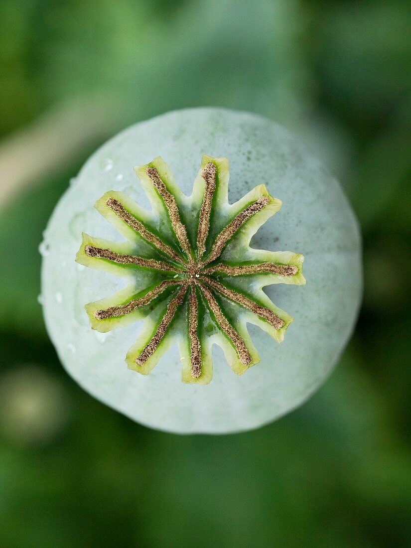 Poppy seed head (Papaver somniferum)