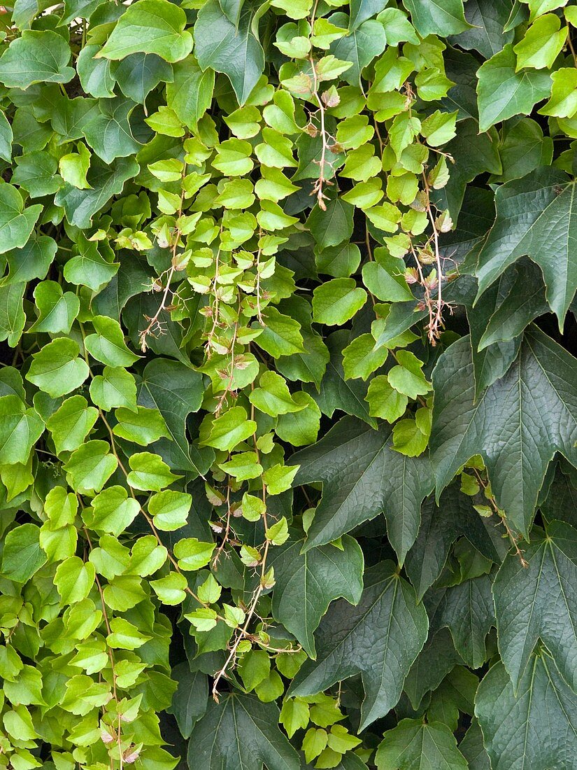 Boston ivy (Parthenocissus tricuspidata)