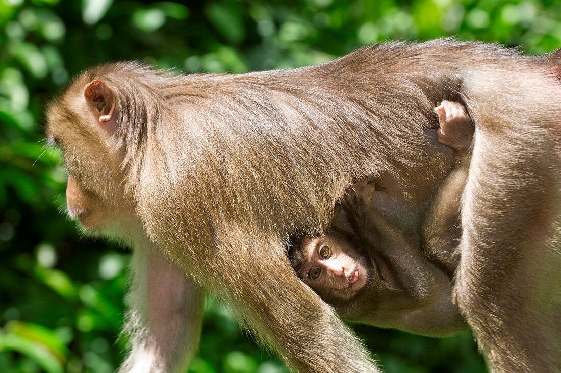 Southern pig-tailed macaque and young