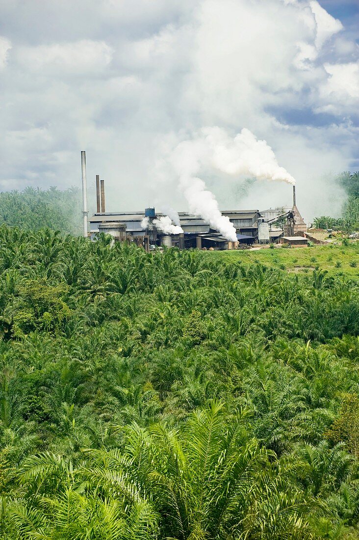 Palm oil processing plant,Malaysia