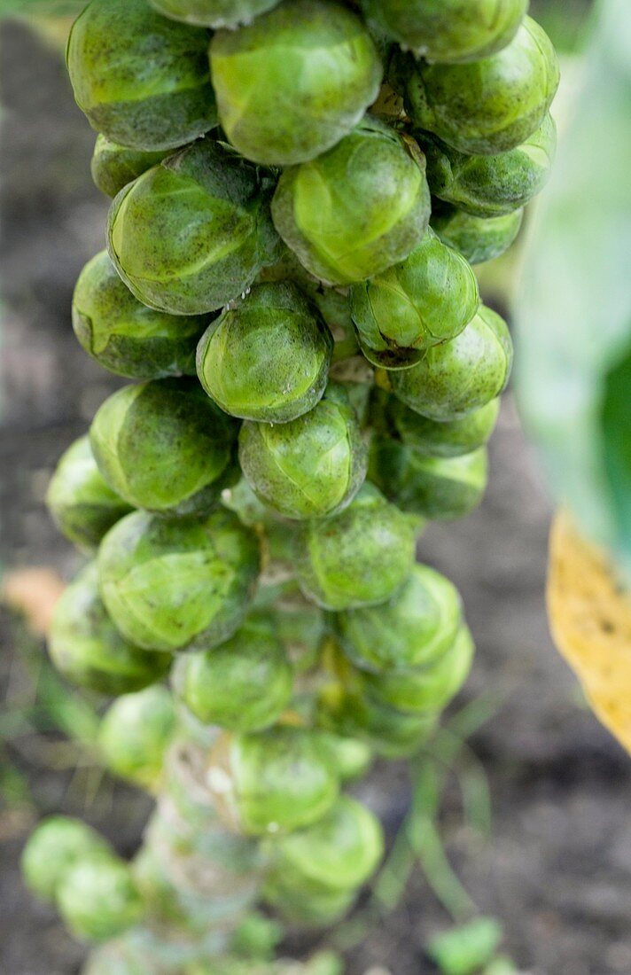 Brussel sprouts plant