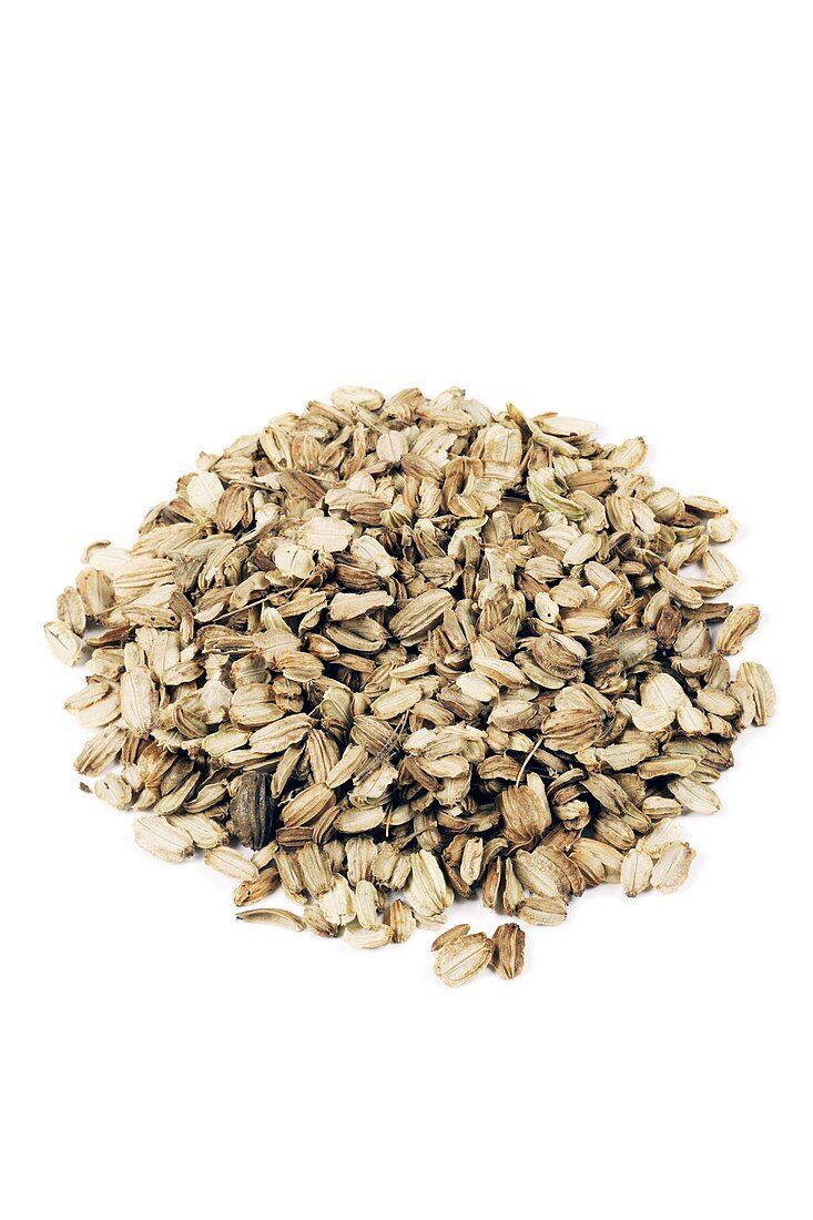 Angelica seed herb