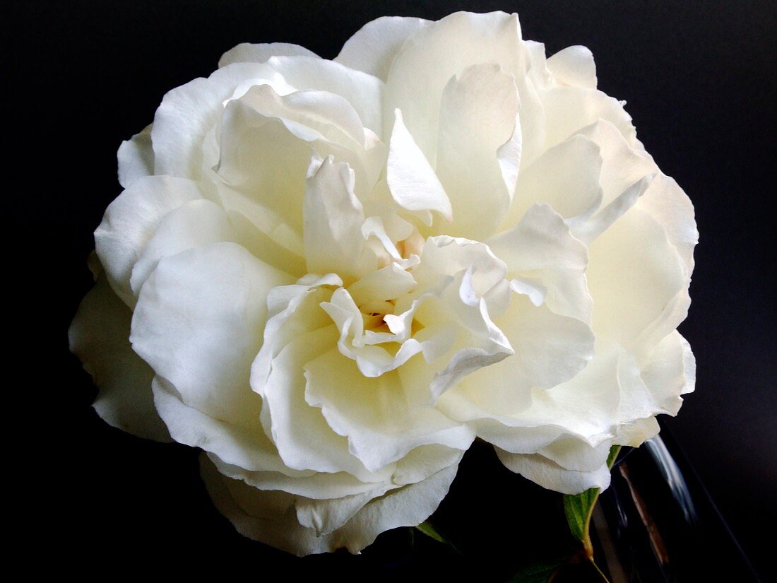 Rose (Rosa 'Diana Princess of Wales')