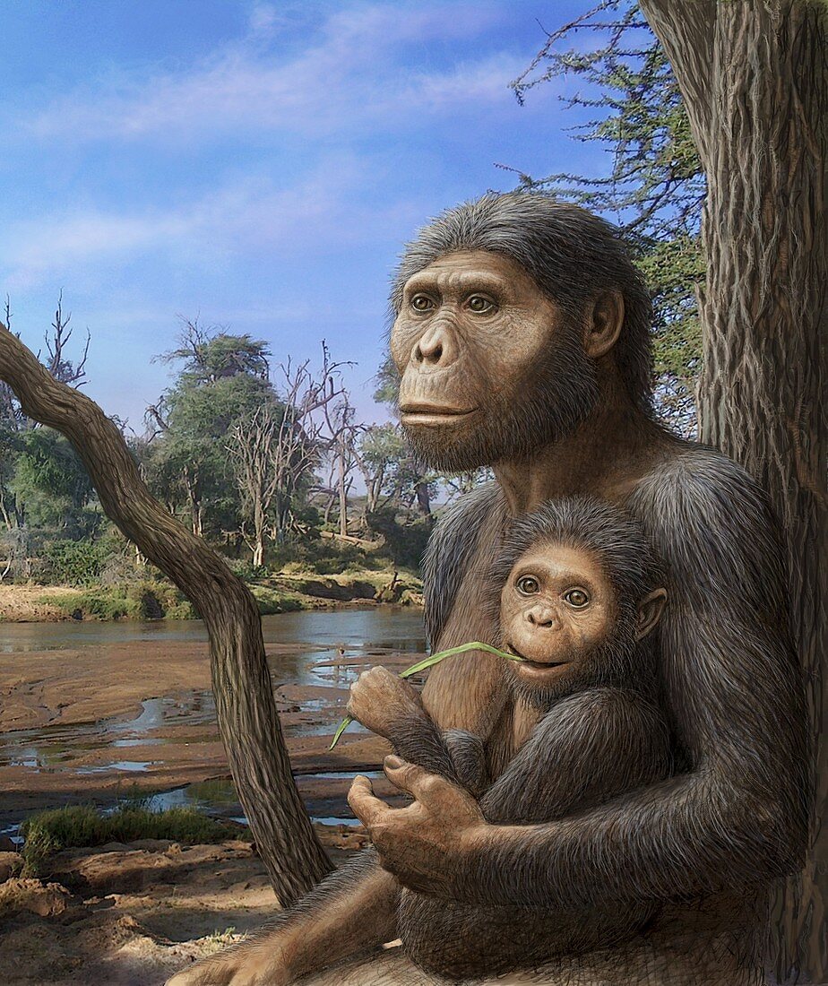 Australopithecus Afarensisartwork Bild Kaufen 11551020 Science Photo Library