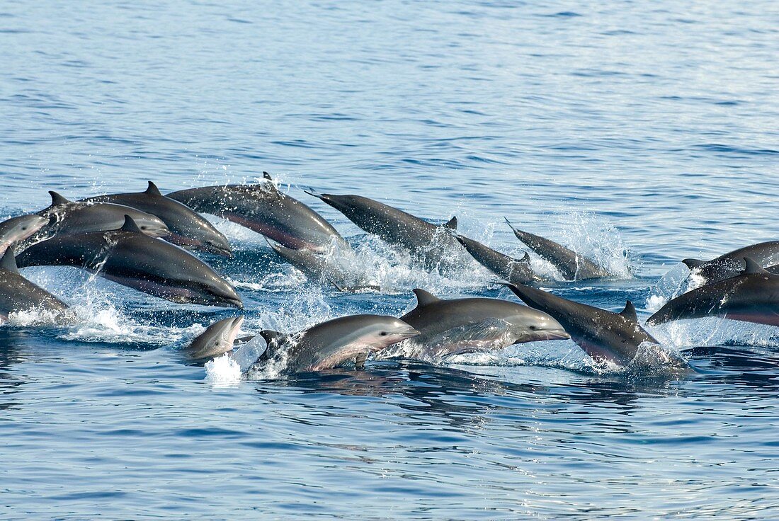 Fraser's dolphins
