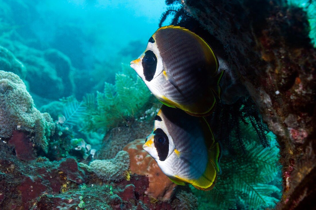 Panda butterflyfish