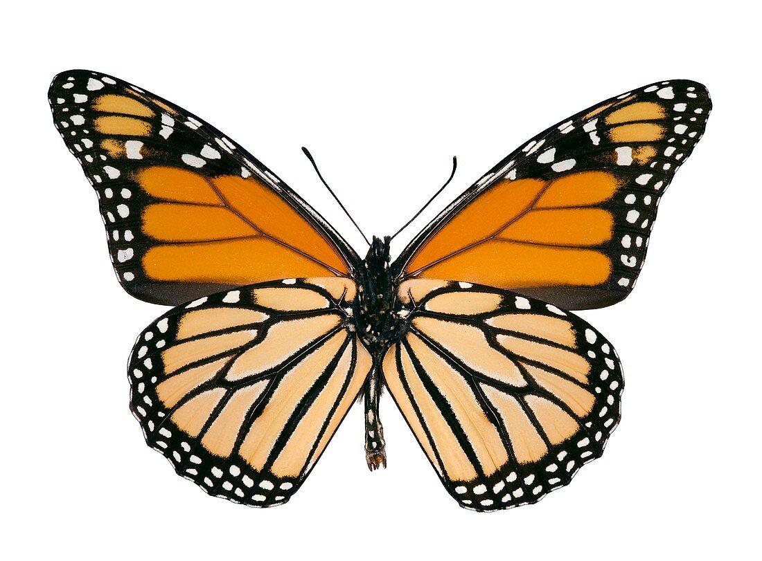 Monarch butterfly