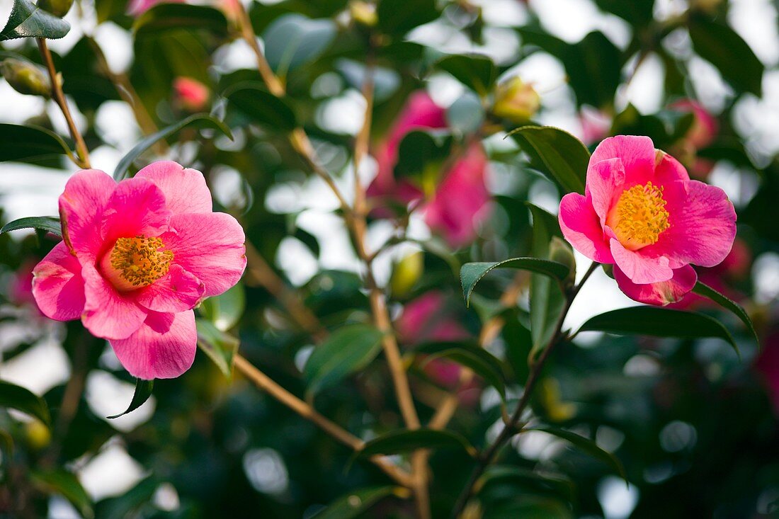 Camellia flower (Camelia japonica)