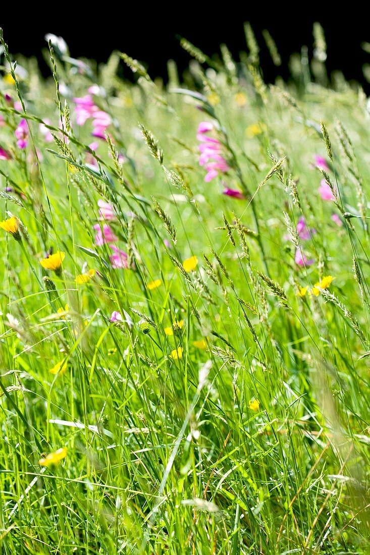 Wild meadow flowers and grasses