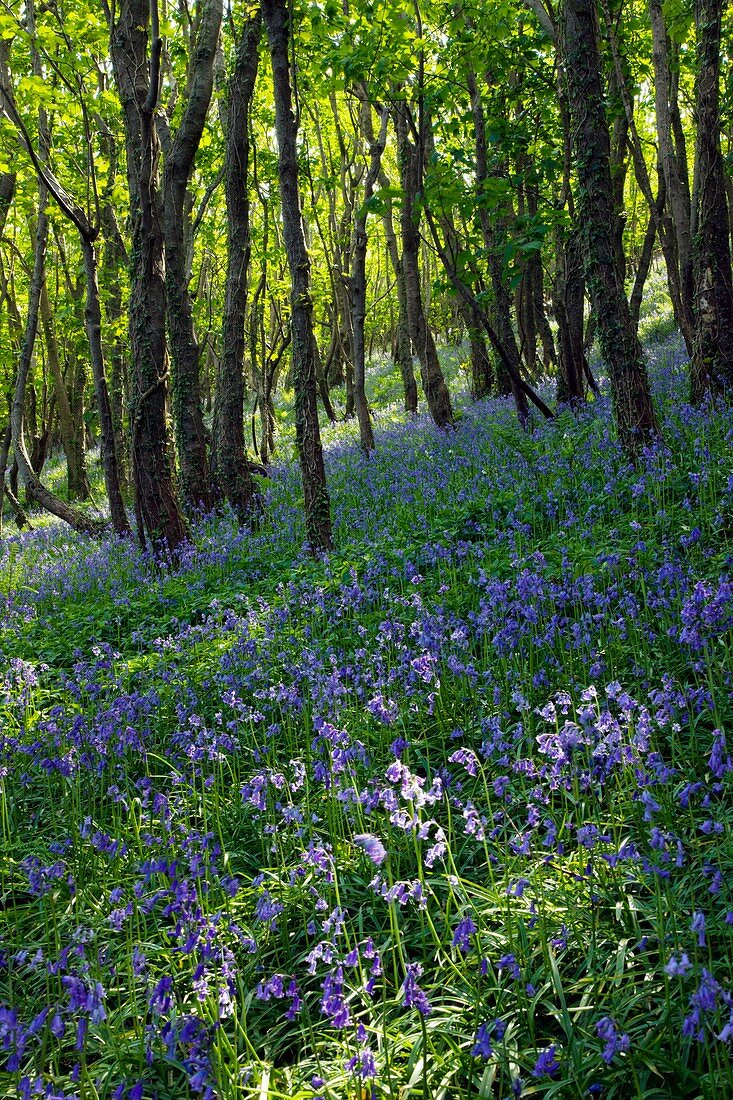 Bluebell wood