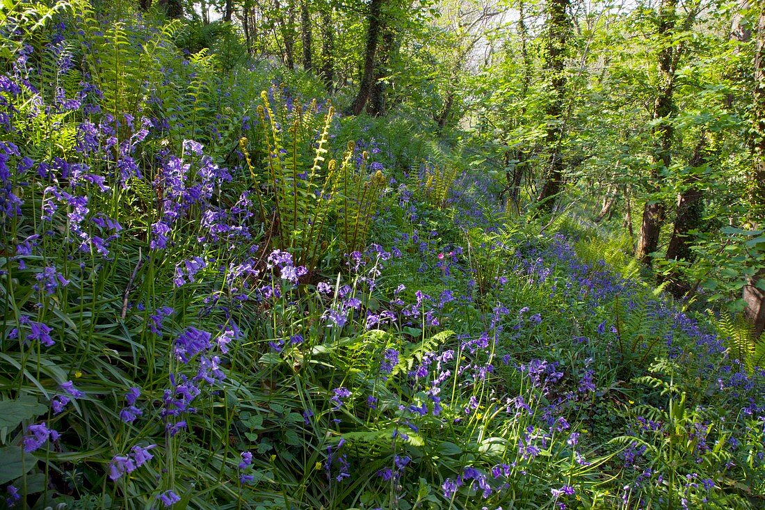 Bluebell wood