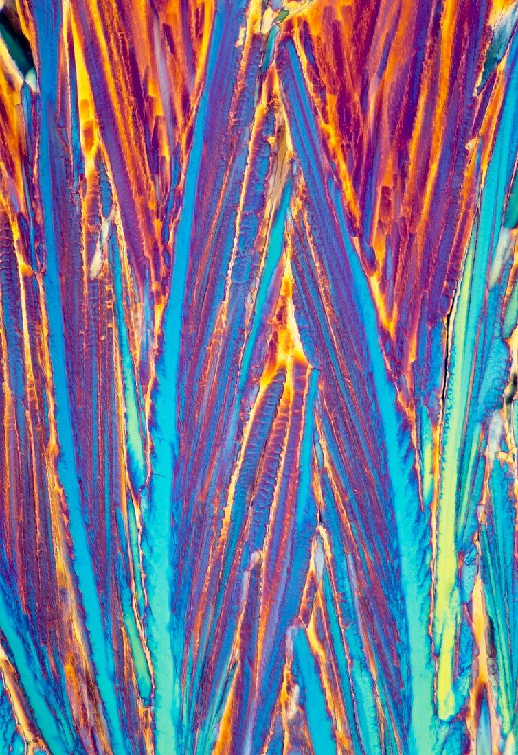 Acetylcholine crystals,light micrograph