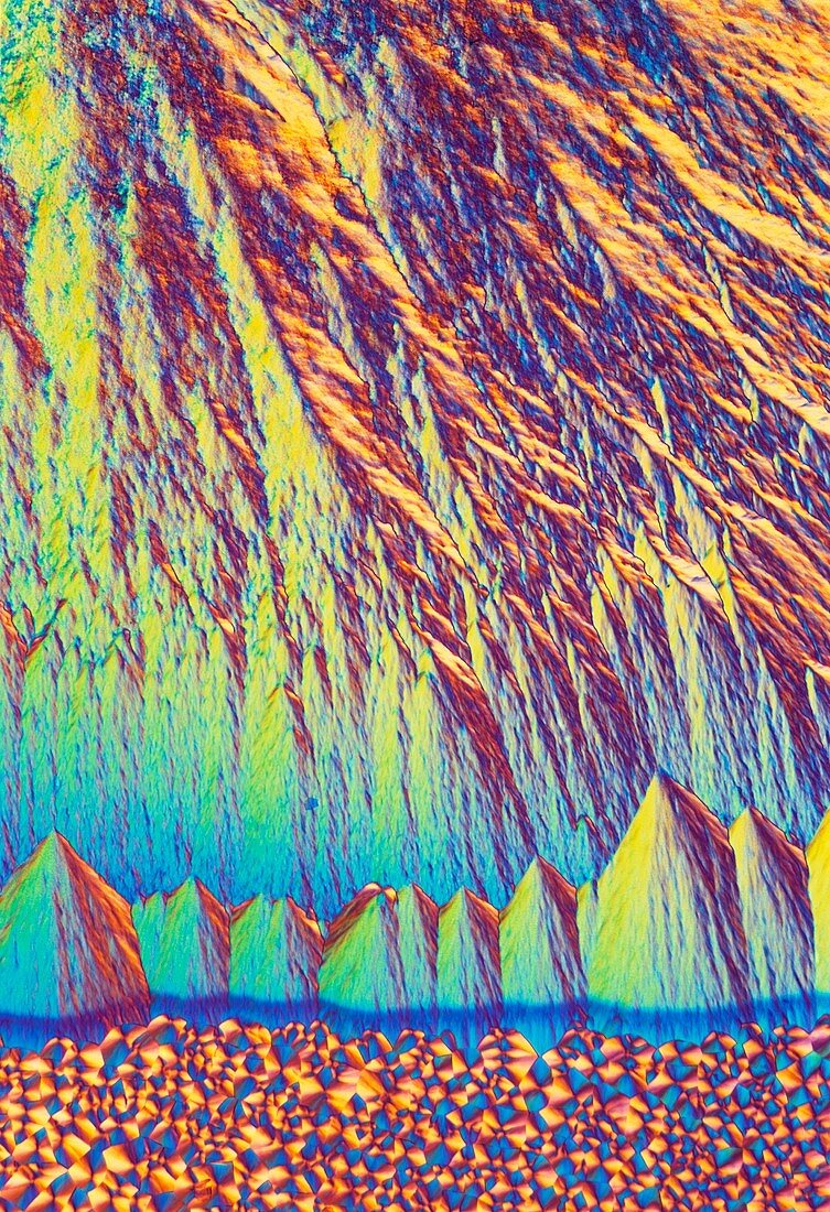 Vitamin B7 crystals,light micrograph