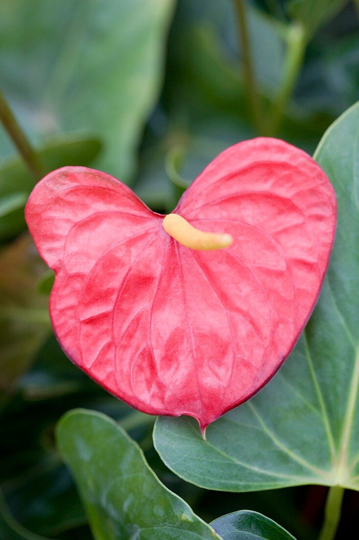 Anthurium 'Red Love'