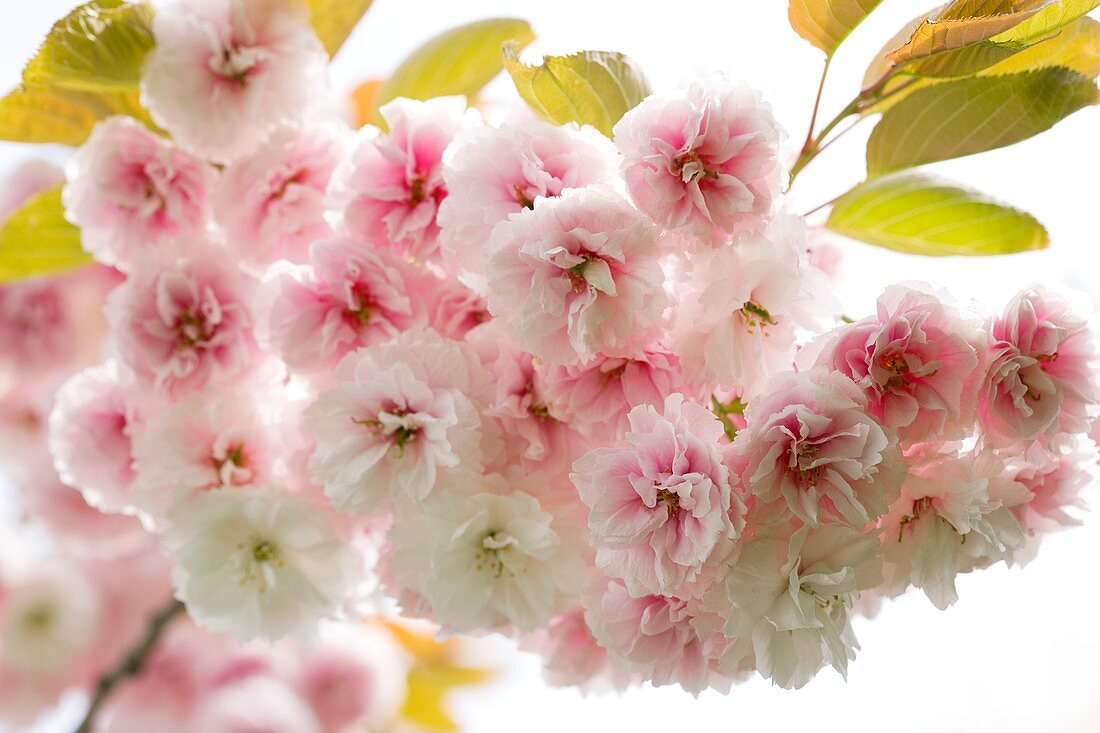 Cherry blossom (Cerasus sp.)