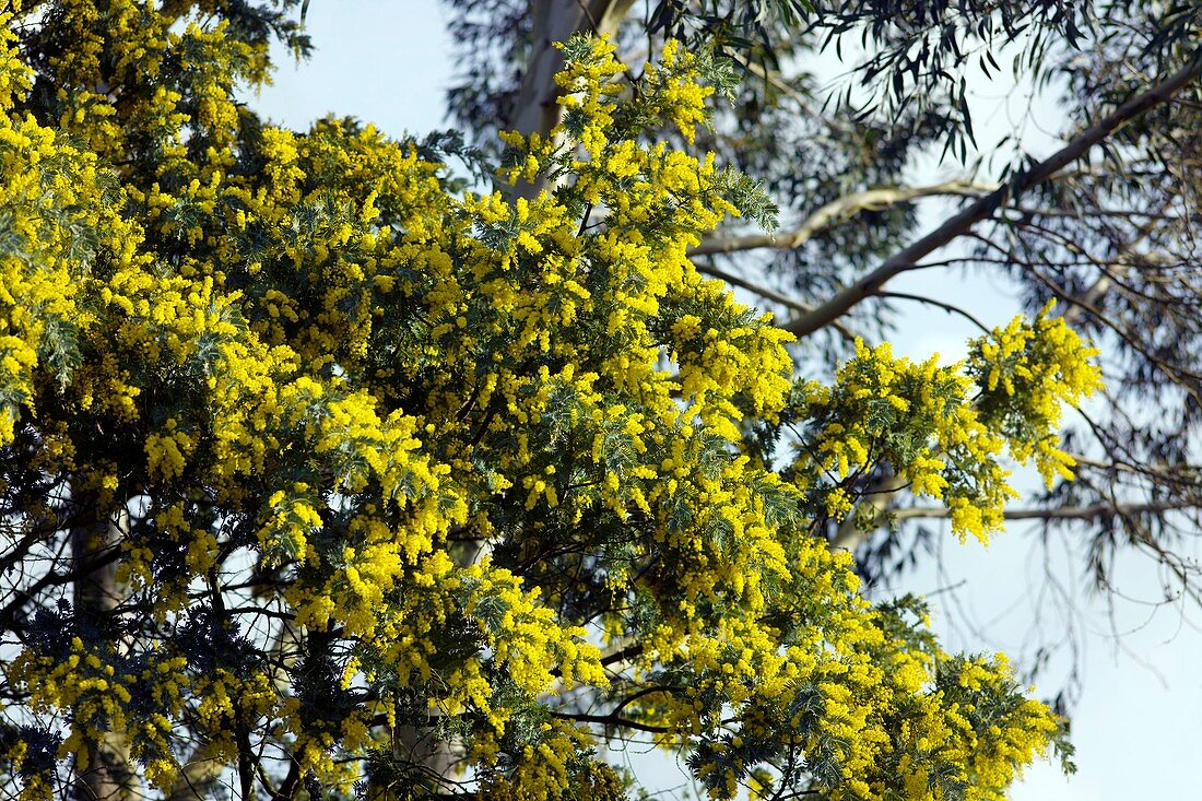 Mimosa (Acacia dealbata subalpina)