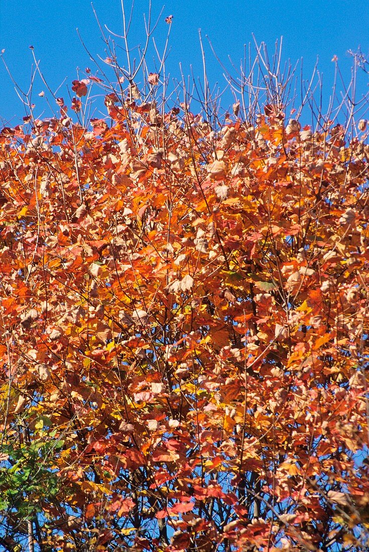 Maple tree (Acer obtusatum) foliage