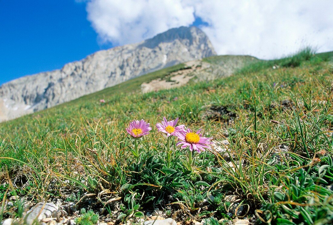 Alpine aster (Aster alpinus)