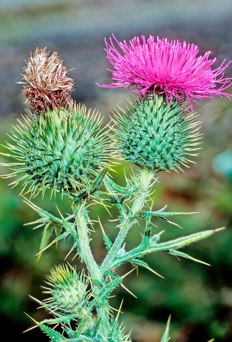 Spear thistle (Cirsium vulgare)