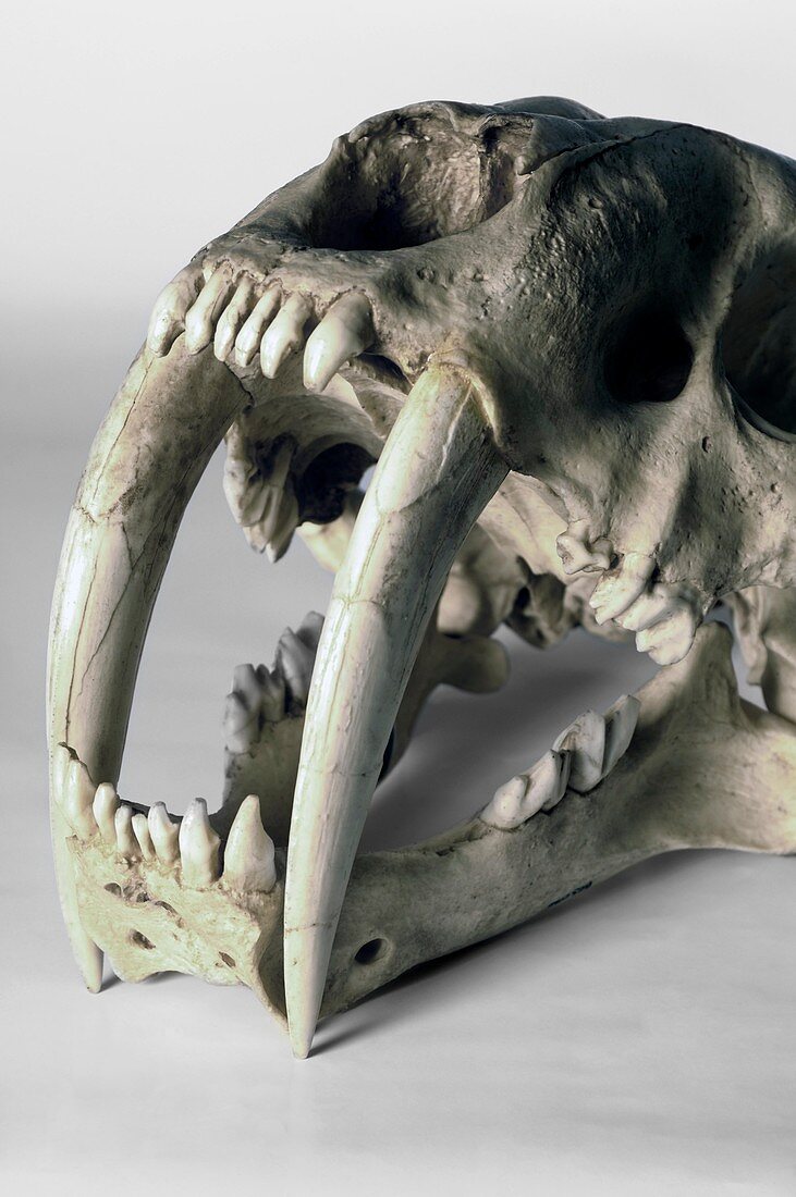 Sabre-toothed cat fossil
