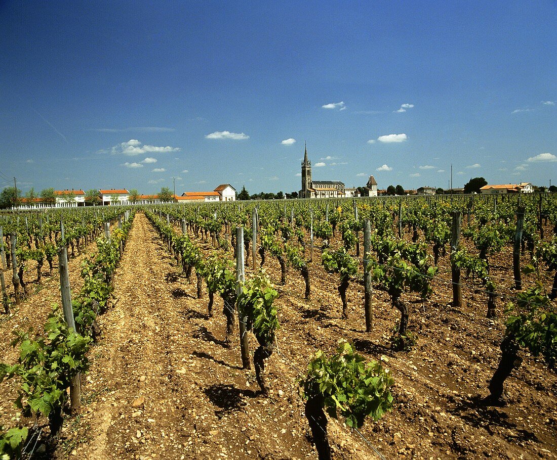 Zuverlässig und köstlich: Weine aus Pomerol, Ort in Bordeaux