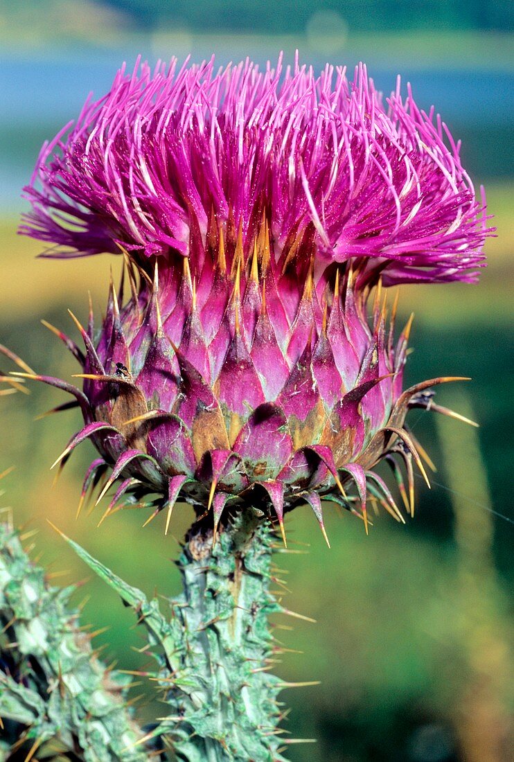 Illyrian thistle (Onopordum illyricum)