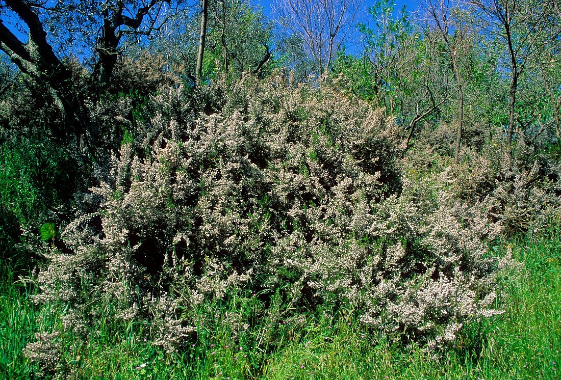 Tree heath (Erica arborea)