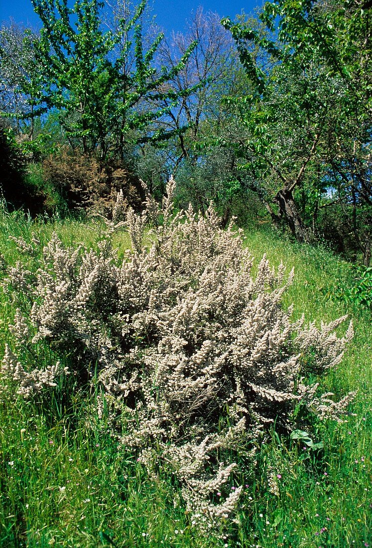 Tree heath (Erica arborea)
