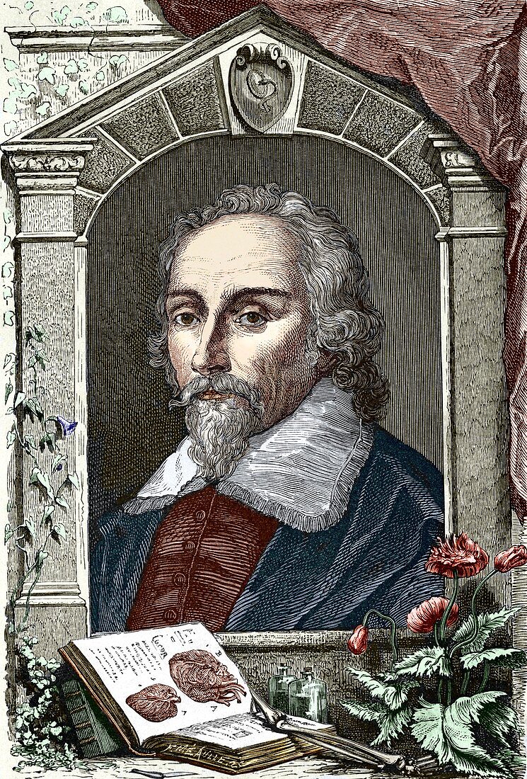 William Harvey,English physician